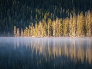 Golden morning light strikes a stand of pine trees reflected in a calm, mist-covered lake in Idaho. The vibrant forest contrasts against the dark evergreen backdrop, with soft fog rising from the still water.