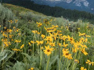 Yellow balsamroot wildflowers in full bloom on a mountain slope with the snow-capped Teton Range in the distance under a cloudy blue sky.