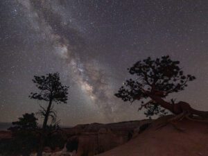 Milky Way stretching across a star-filled night sky above twisted pine trees and desert canyon cliffs.