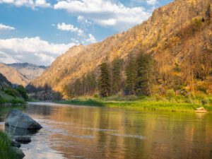 North Fork of the Salmon River at golden hour, with calm water reflecting sunlit canyon walls, pine trees along the riverbank, and soft clouds drifting across a blue summer sky.