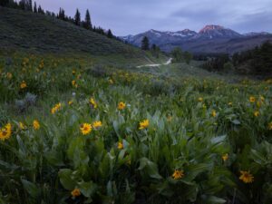 Wildflowers blooming at Granite Creek in Idaho at dusk, with yellow balsamroot in the foreground and snow-capped mountains glowing under a soft evening sky.