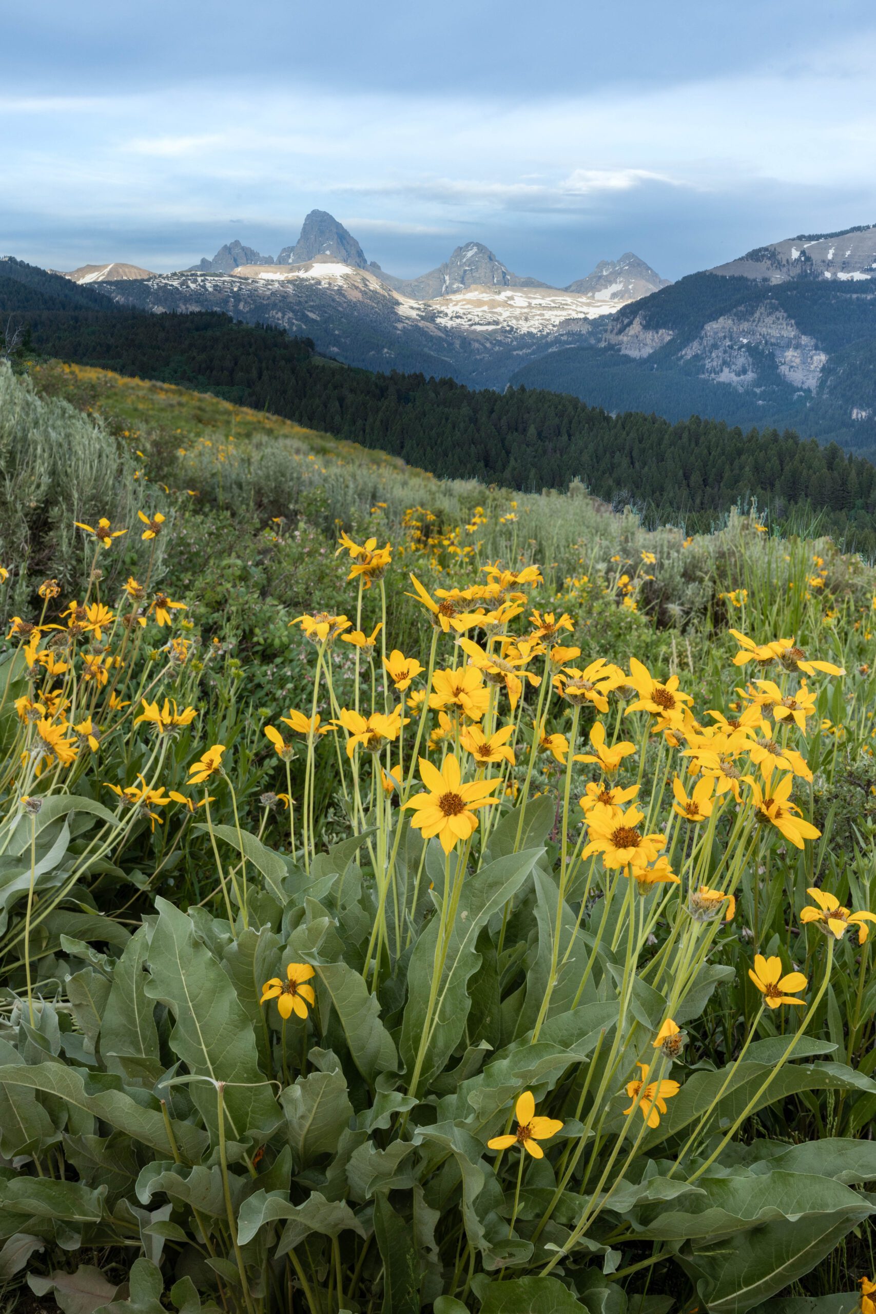 North Fork of the Salmon River at golden hour, with calm water reflecting sunlit canyon walls, pine trees along the riverbank, and soft clouds drifting across a blue summer sky.